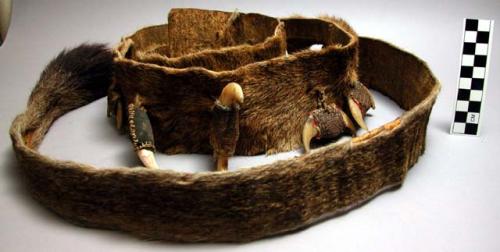 Lion skin strip including tail, sewn with claws and shells - part of medicine ma