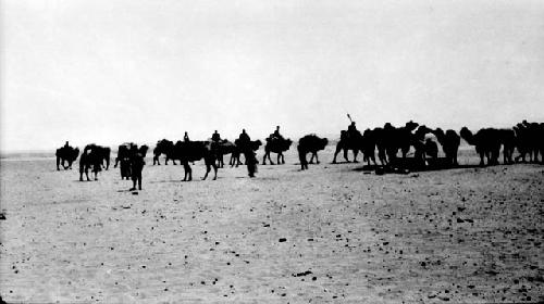 People and camels