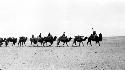 People riding camels across desert in a row