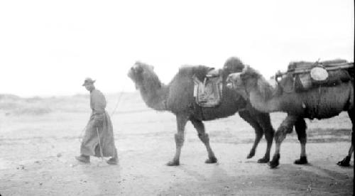 Person leading camels through desert