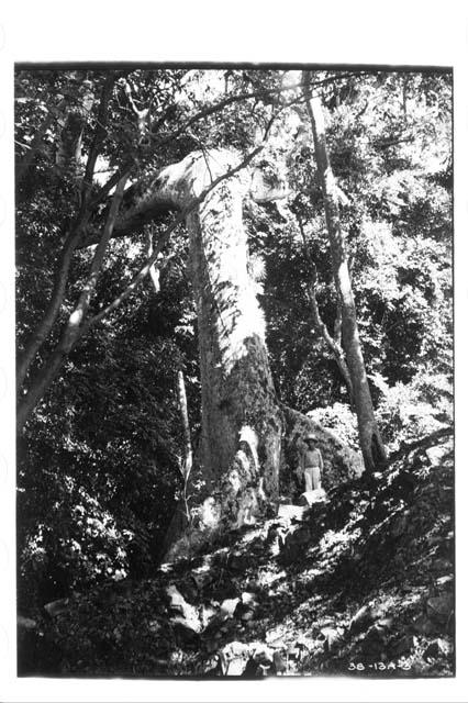 Ceiba tree growing out of east side of Temple II.