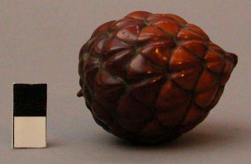 Carved nut, carved and variegated surface, scale texture, polished