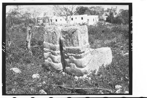 Serpent tails in bush east of Victoria's house