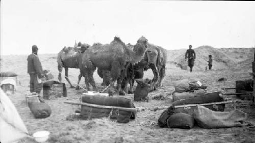 People and camels at a camp site