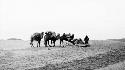 People and camels in desert