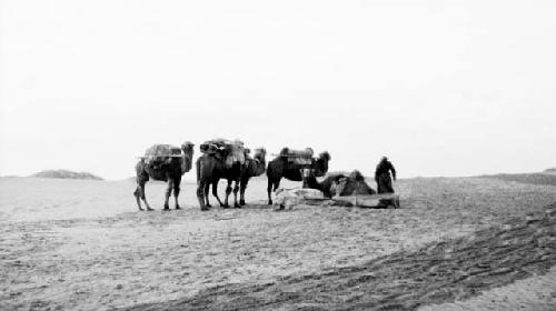 People and camels in desert