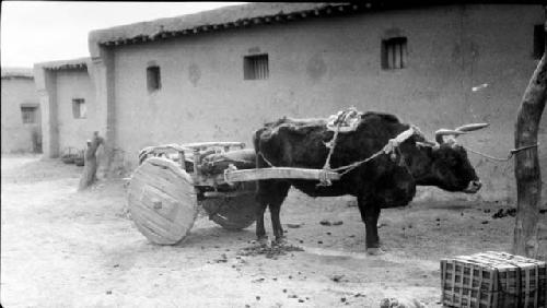Ox pulling cart in front of building