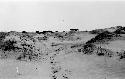 View of desert, animals in distance