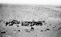 Camels resting in desert by packs