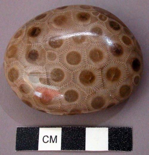 Polished Fossil Coral "Stone"