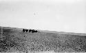 Camel caravan going through desert