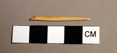 Shell needle fragment