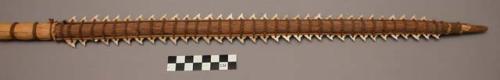 Shark's tooth sword