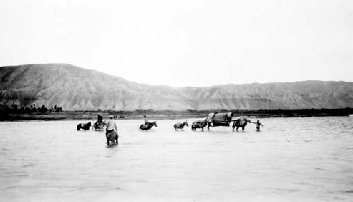 People crossing river with mules