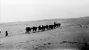 People leading camels through desert