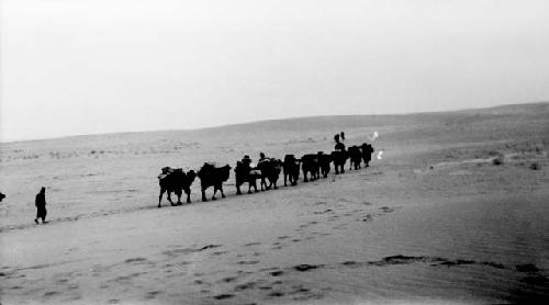 People leading camels through desert