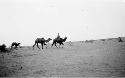 Person riding camel in desert