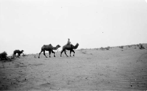 Person riding camel in desert