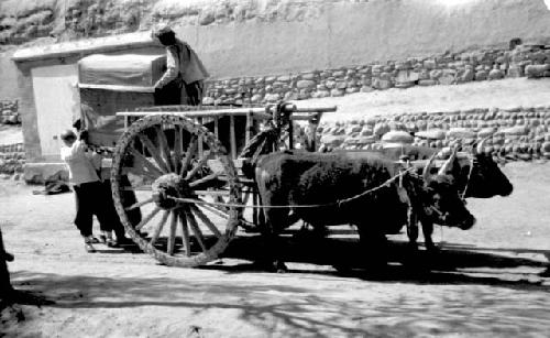 Oxen pulling cart by stone walls