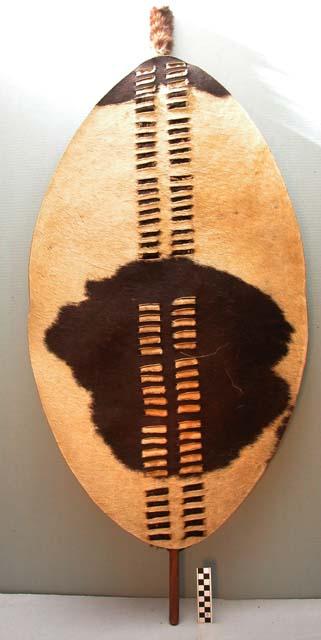 Cowhide shield