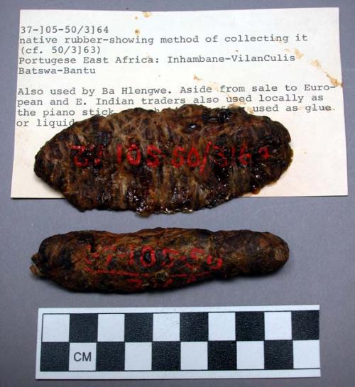 Native rubber - showing method of collecting it (cf. 50/3163)