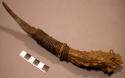 Crooked knife. handle made of an antler prong. blade from the hudson bay compa