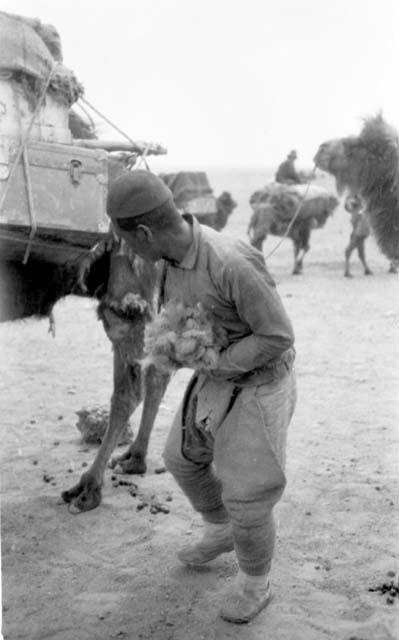 People and camels with packs in desert