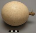 Ostrich eggshell water container, opening stuffed with reeds.