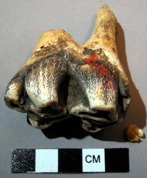 Large tooth used as fetish