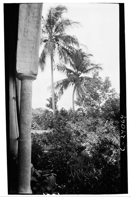 Casa Principal - palm in garden looking S.