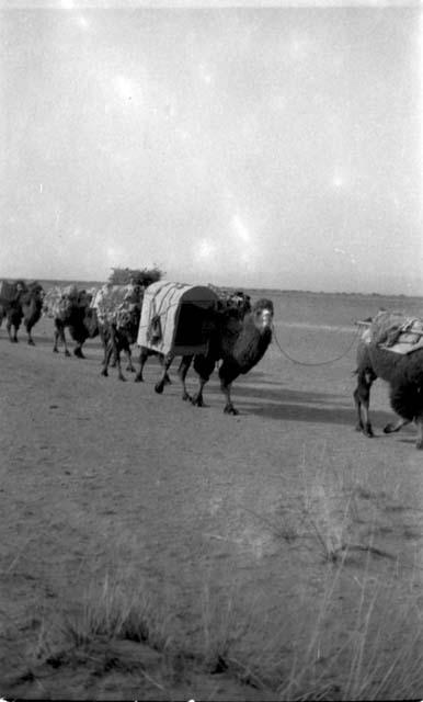 Camel caravan in desert