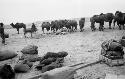 People and camels with packs in desert