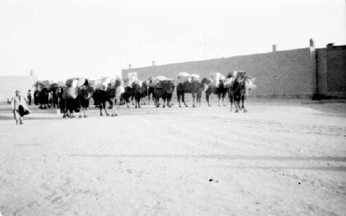 People and camels carrying packs outside of building