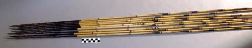 Fighting arrows - bamboo shafts; palm wood points; barbed & bound at +