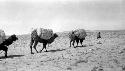 Man leading camels with packs through desert