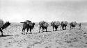 Man leading camels with packs through desert