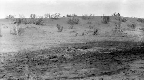 Vegetation in desert