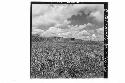 360 [degree] panorama of Main Group of ruins and outlying mounds from small moun