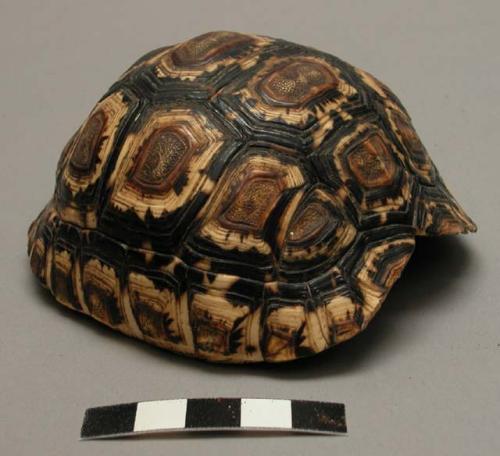 Tortoise shell, used for melting fat