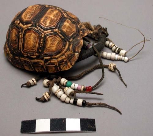 Tortoise shell used for cosmetics (!goah), glass bead string decoration