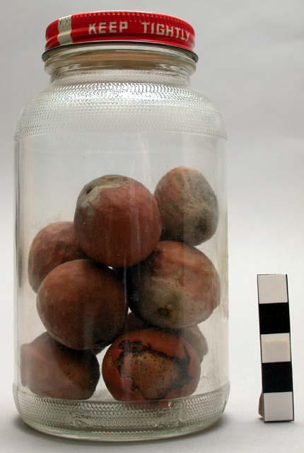 15 Mangeti nuts (herero name) - used as food