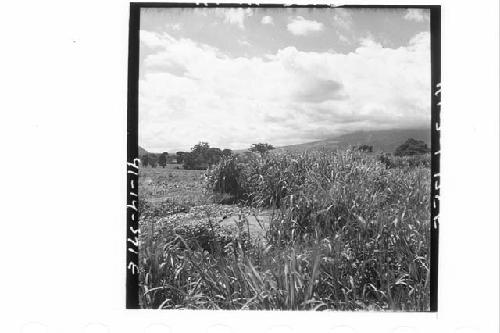 Panorama (10 pictures-360 [degrees]) of Main Group of ruins and outlying mounds,