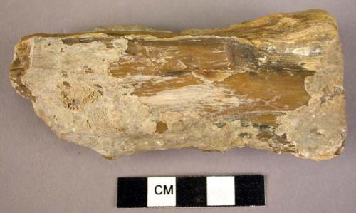 Side scraper of fossil wood