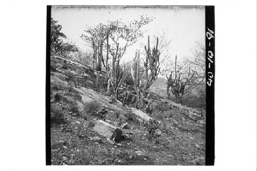 Natural Outcropping of Schistose Rock