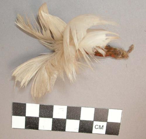 Tuft of feathers