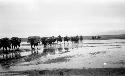 Camel caravan walking on wet terrain