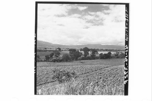 360 [degree] panorama of Main Group of ruins and outlying mounds, from top of Mo