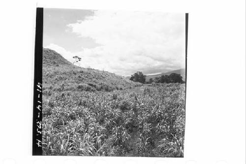 360 [degree] panorama of Main Group of ruins and outlying mounds from small moun