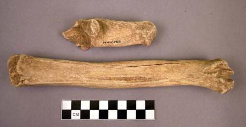 Bone fragments