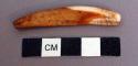 Ivory, probably portion of boar tusk, unworked